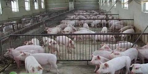 農業農村部關于啟動國家畜禽種業自主創新重大專項的答復