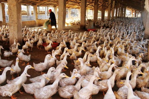 畜禽養殖舍內有害氣體的產生原因與構成