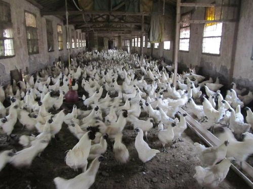 中央一號文件引爆三農圈 外媒關注蜜蜂對有機農業重要性，助力農產品銷售升級