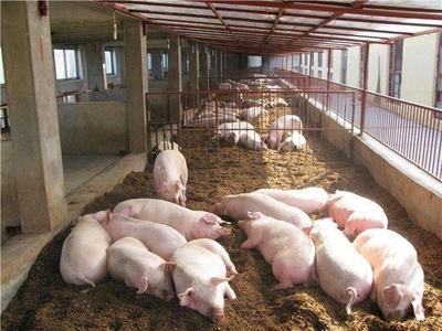 農(nóng)村畜禽養(yǎng)殖規(guī)范管理 三類禁養(yǎng)畜禽詳解及違規(guī)后果