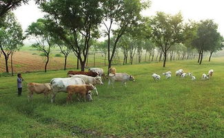 洪澇過(guò)后畜禽防疫指南 保障養(yǎng)殖安全與健康恢復(fù)