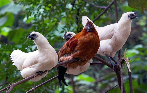 探秘洪江雪峰烏骨雞 山林間的“黑寶石”與特色養殖新路徑